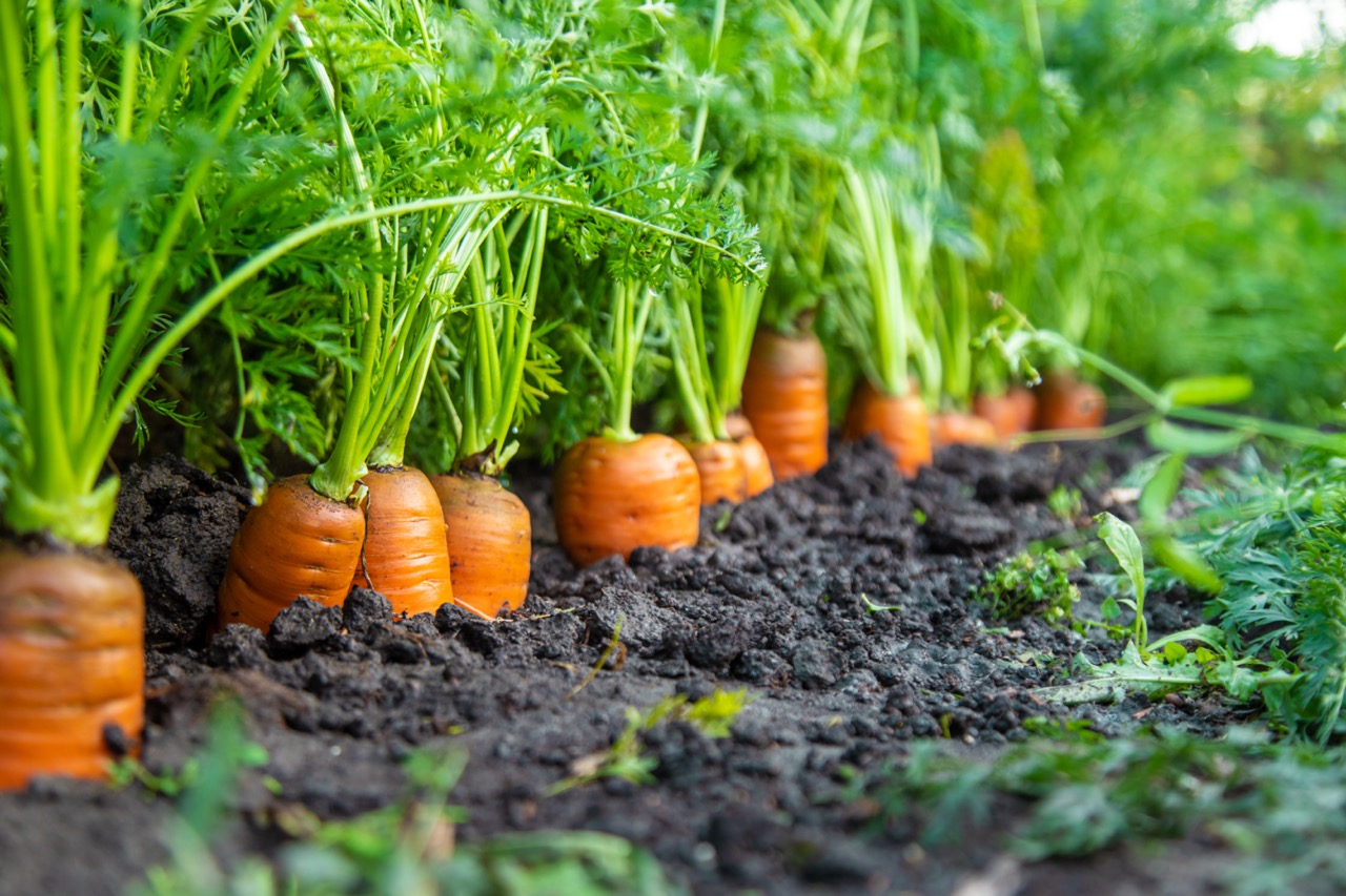 Carosem <p style='font-size:2px;'> </p><p><span style='color:#b7b7b7;font-size:14px; line-height:35% !important; padding-top:50px !important;'>Specialised carrot breeding - Germany</span></p>