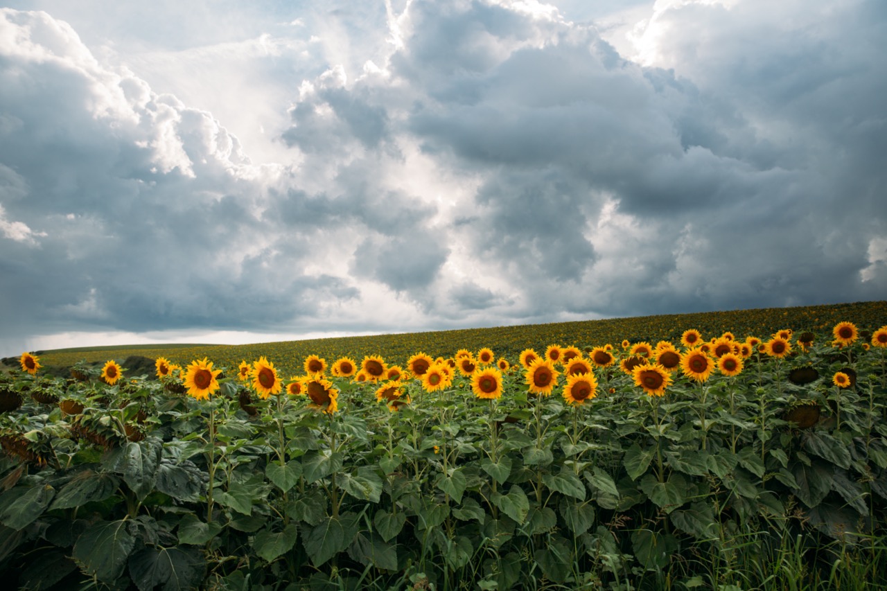 HelEx <p style='font-size:2px;'> </p><p><span style='color:#b7b7b7;font-size:14px; line-height:35% !important; padding-top:50px !important;'>Use of extremophile Helianthus species to mitigate climate change impact on feedstock and ecosystem services provided by sunflower [end: 30 Apr 2027] - helexproject.eu</span></p>