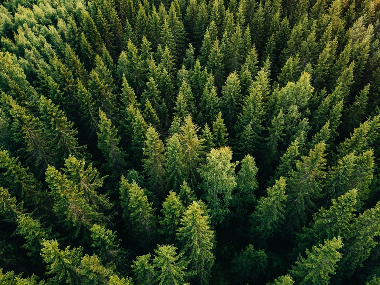 INFORMA <p style='font-size:2px;'> </p><p><span style='color:#b7b7b7;font-size:14px; line-height:35% !important; padding-top:50px !important;'>Science-based INtegrated FORest Mitigation mAnagement made operational for Europe [end: 30 Jun 2026] - informa-forests.eu</span></p>