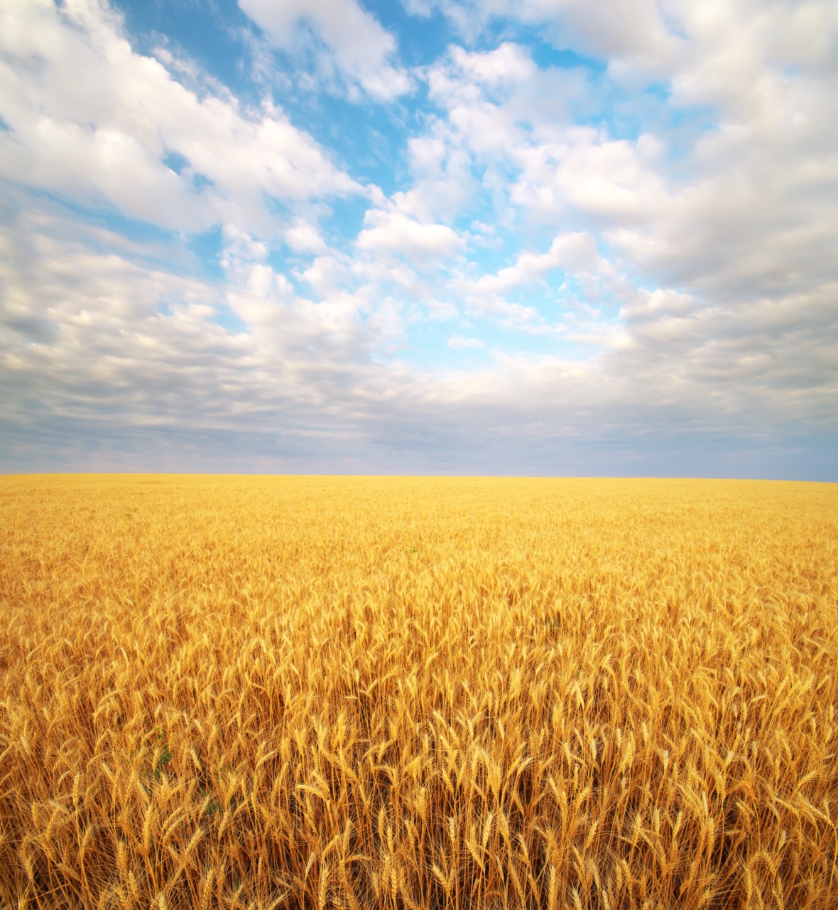 WHEATBIOME <p style='font-size:2px;'> </p><p><span style='color:#b7b7b7;font-size:14px; line-height:35% !important; padding-top:50px !important;'>Unravelling the potential of the wheat microbiome for the development of healthier, more sustainable and resilient wheat-derived food & feed products [end: 31 Dec 2026] - wheatbiome-project.eu</span></p>